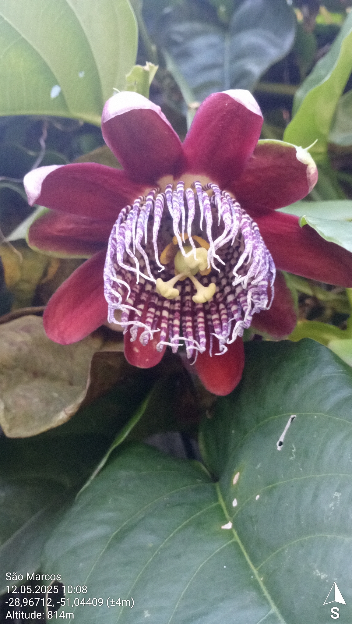 Passiflora alata