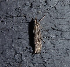 Scoparia halopis