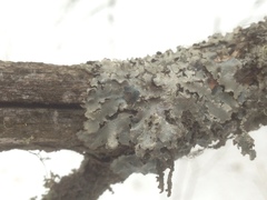 Punctelia caseana