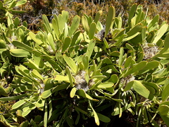 Isopogon