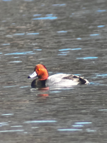 Redhead (Aythya americana), photo 5