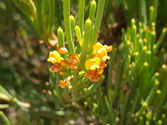 Daviesia apiculata