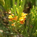 Daviesia apiculata - Photo (c) Leon Perrie,  זכויות יוצרים חלקיות (CC BY-NC), הועלה על ידי Leon Perrie