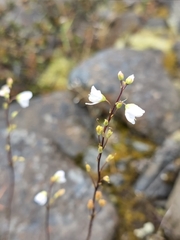 Veronica decora, photograph Tommy Forrest, CC0, iNaturalist via GBIF
