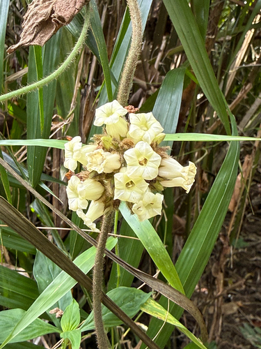 Lepistemon binectarifer observed 2026-01-20