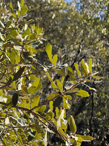 Arizona white oak