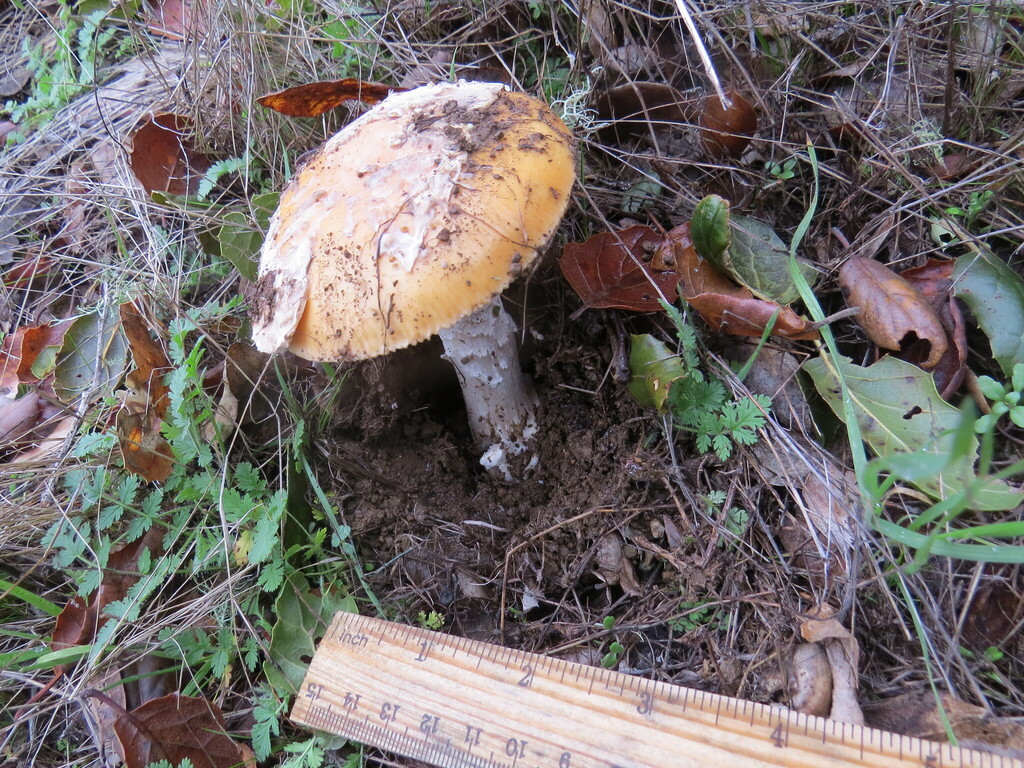 Amanita velosa · January 2026 · photo: © garth_harwood (iNaturalist, cc-by)