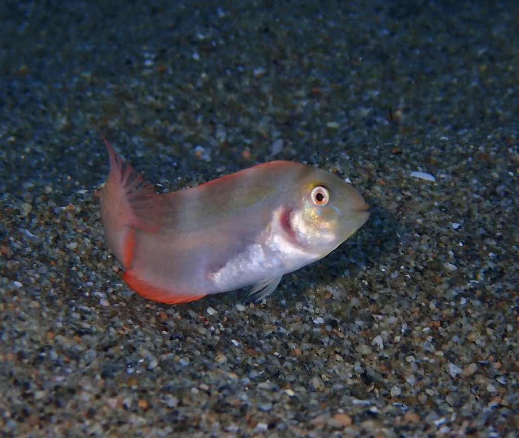 Cape Razorfish