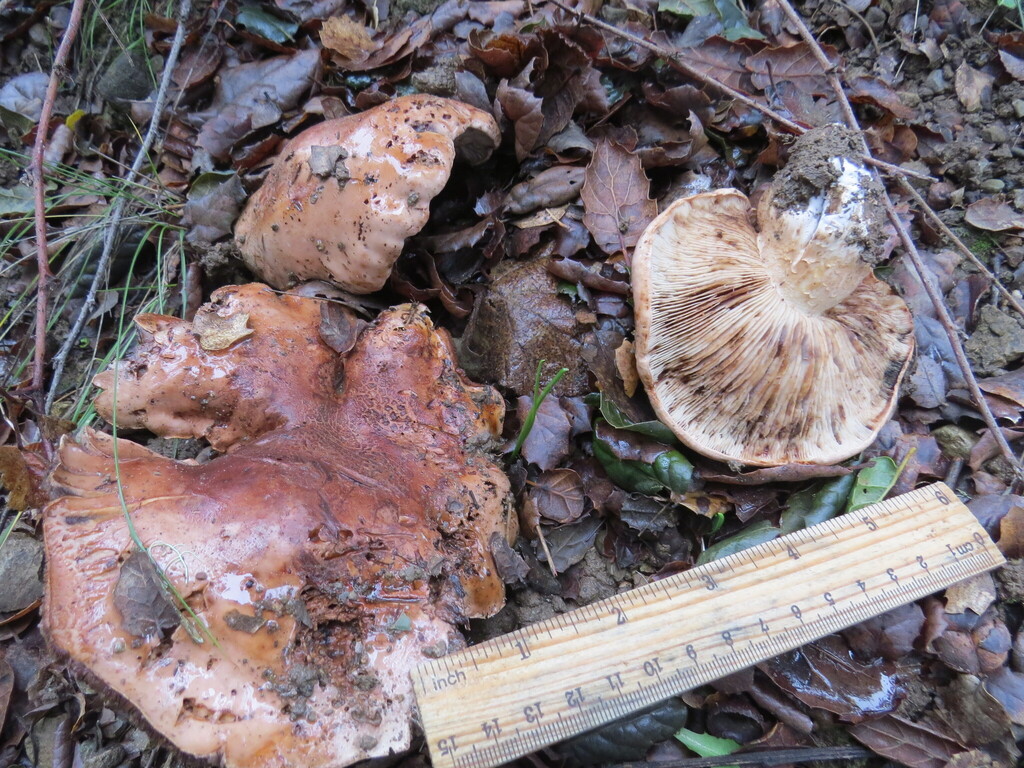 Tricholoma dryophilum · January 2026 · photo: © garth_harwood (iNaturalist, cc-by)