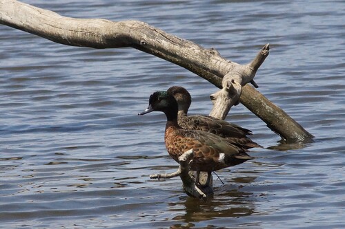 Chestnut Teal (Anas castanea), photo 6