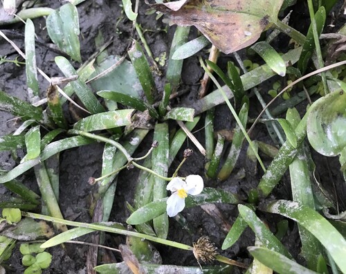 dwarf arrowhead (Sagittaria pygmaea)