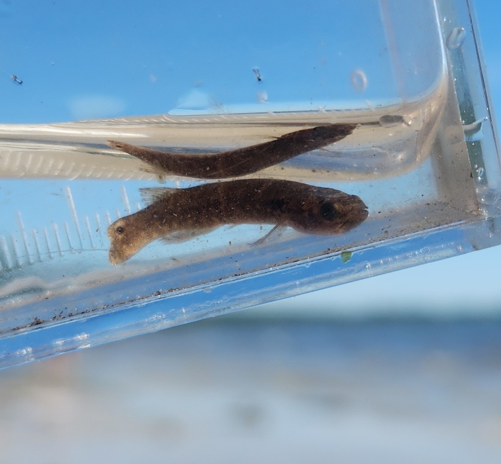 Mangrove rivulus (Kryptolebias marmoratus) — Rivulidae
