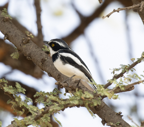 Western Black-headed Batis (Batis erlangeri), photo 2