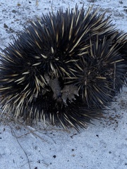 Tachyglossus aculeatus acanthion