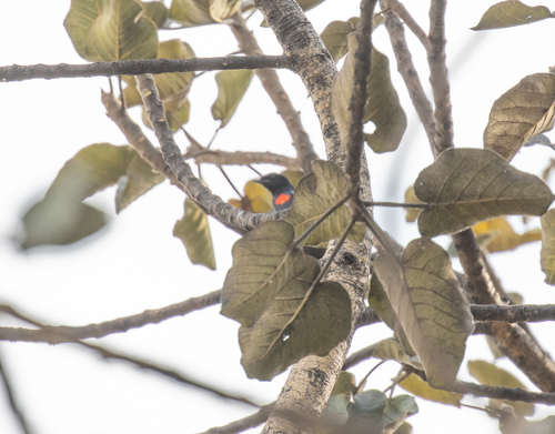 Red-shouldered Cuckooshrike (Campephaga phoenicea), photo 3