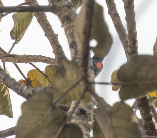 Red-shouldered Cuckooshrike (Campephaga phoenicea), photo 4