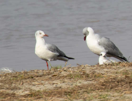 iNaturalist: (c) avocat, some rights reserved (CC BY-NC), uploaded by avocat iNaturalist image