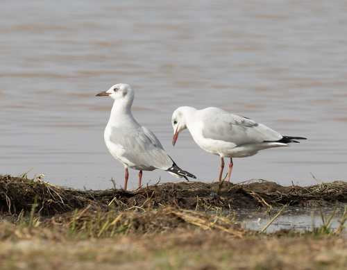 iNaturalist: (c) avocat, some rights reserved (CC BY-NC), uploaded by avocat iNaturalist image