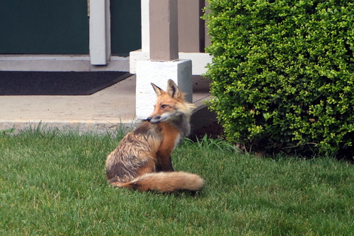 Red Fox photographed in Rhode Island