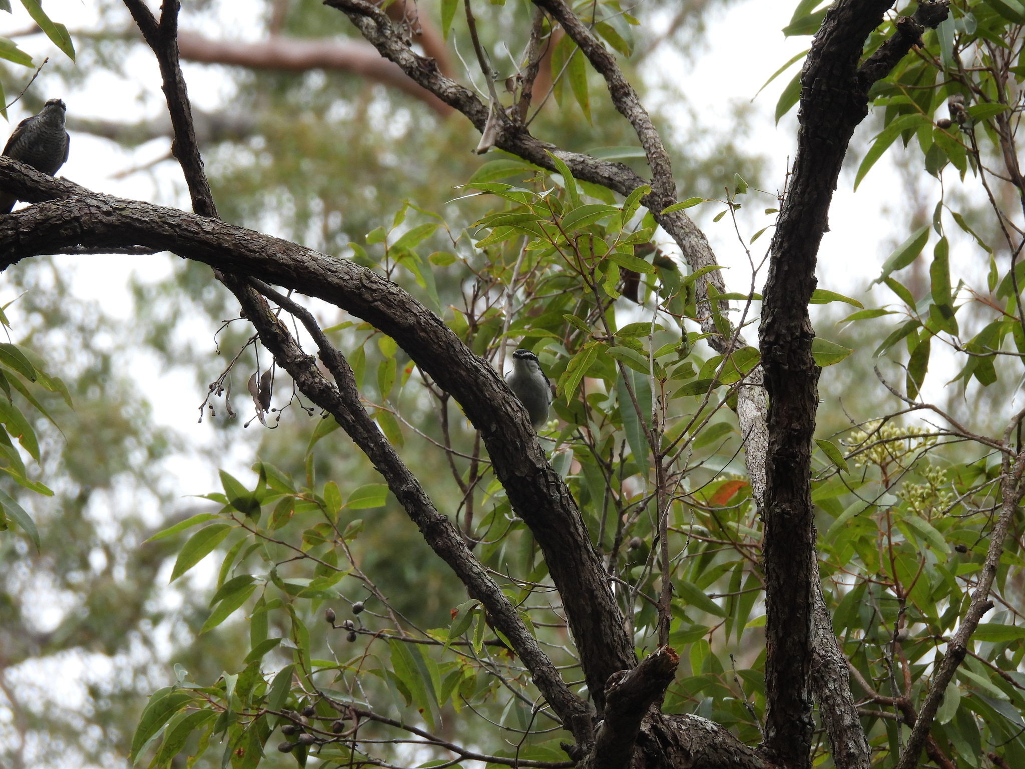 Varied Triller (Lalage leucomela), photo 4