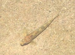 Rhinogobius duospilus