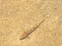 Rhinogobius duospilus