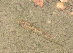 Rhinogobius duospilus