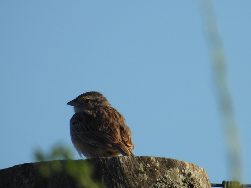 Grassland Sparrow (Ammodramus humeralis), photo 9
