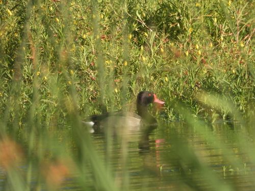 Rosy-billed Pochard (Netta peposaca), photo 5
