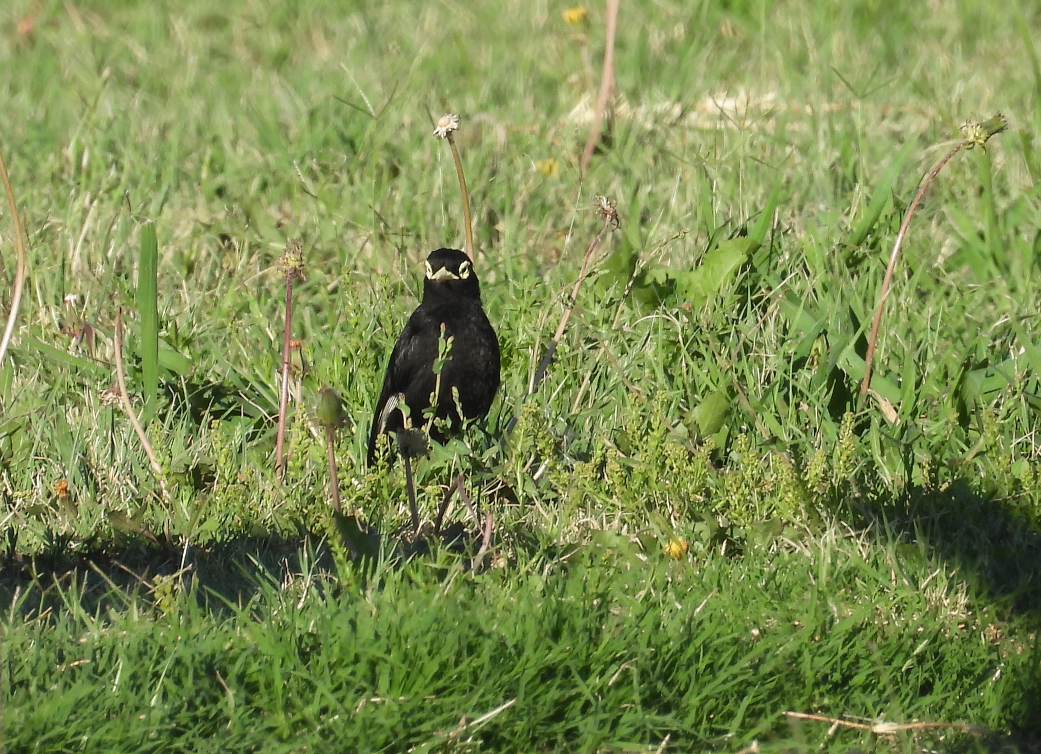 Spectacled Tyrant (Hymenops perspicillatus), photo 6