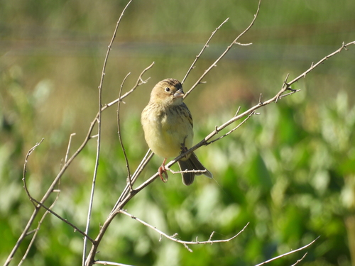 Grassland Yellow Finch (Sicalis luteola), photo 3