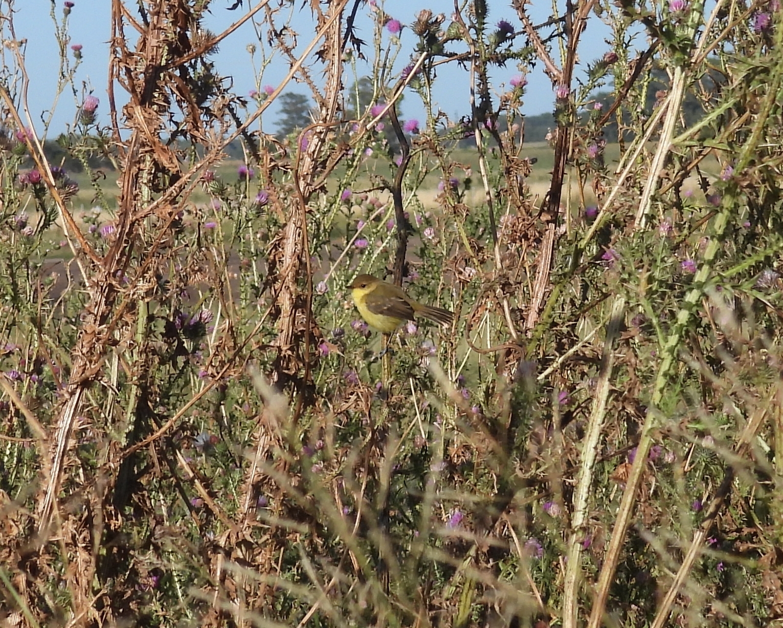 Subtropical Doradito (Pseudocolopteryx acutipennis), photo 4