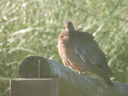 Picazuro Pigeon (Patagioenas picazuro), photo 6