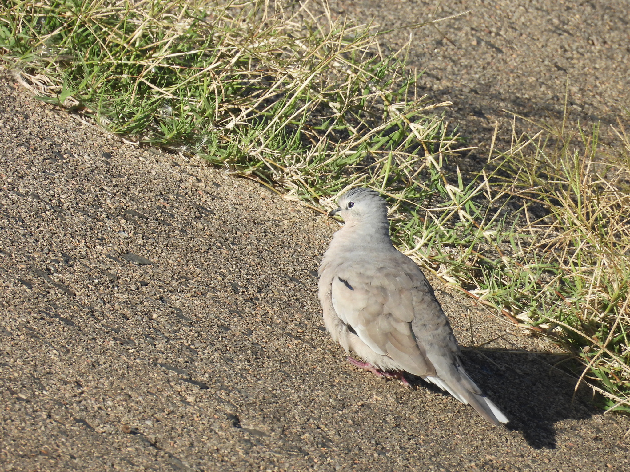 Picui Ground Dove (Columbina picui), photo 3