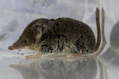 Sorex ornatus