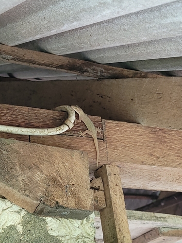 Hemidactylus frenatus