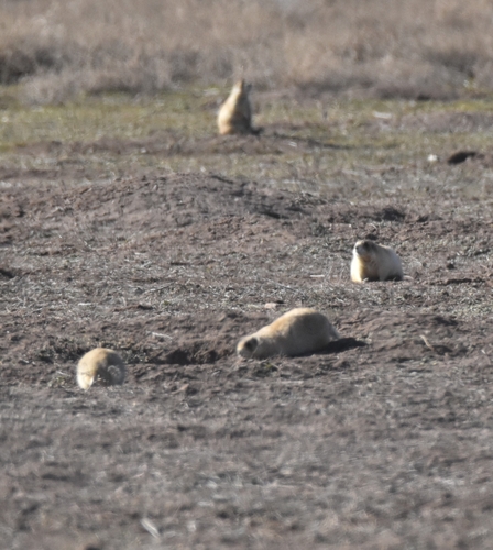 Utah Prairie Dog observed by blytz94