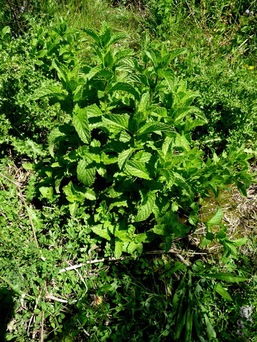 Another photo of Spearmint
