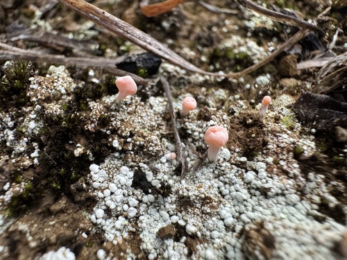 Baeomyces observed 2026-01-11