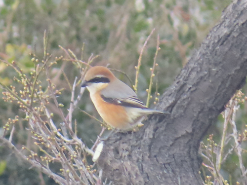 Bull-headed Shrike (Lanius bucephalus), photo 6