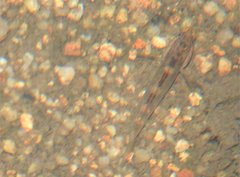 Rhinogobius duospilus