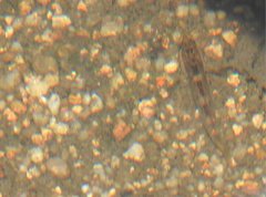 Rhinogobius duospilus