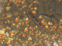 Rhinogobius duospilus