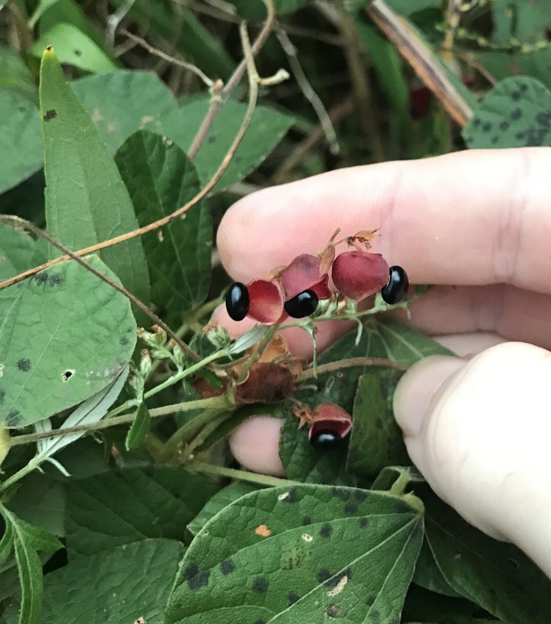 Winding Snoutbean (Rhynchosia volubilis)