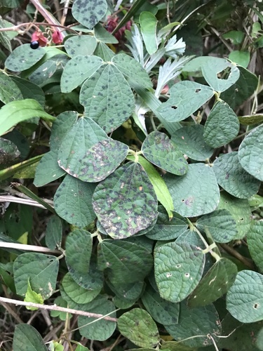 Rhynchosia volubilis, photograph 4