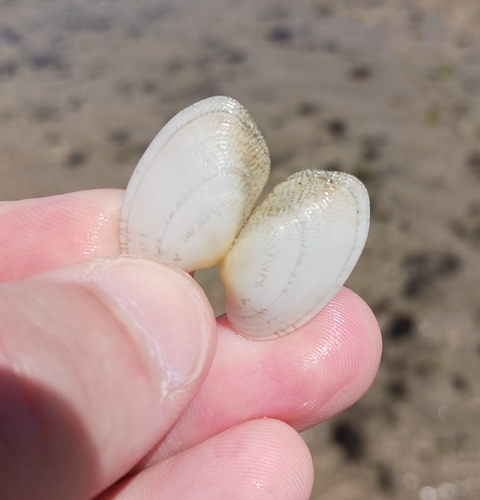 Venerupis anomala