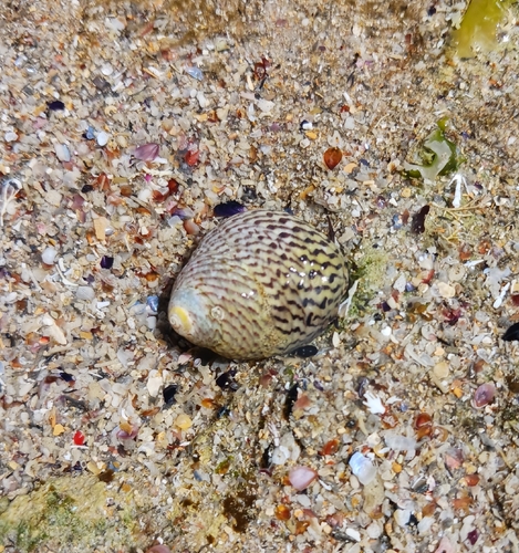 Chlorodiloma adelaidae