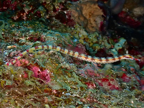 Banded pipefish (Corythoichthys flavofasciatus) — Syngnathidae — 4