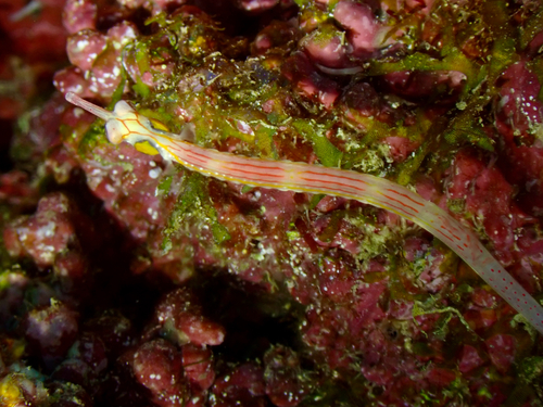 Corythoichthys nigripectus observed 2026-01-18