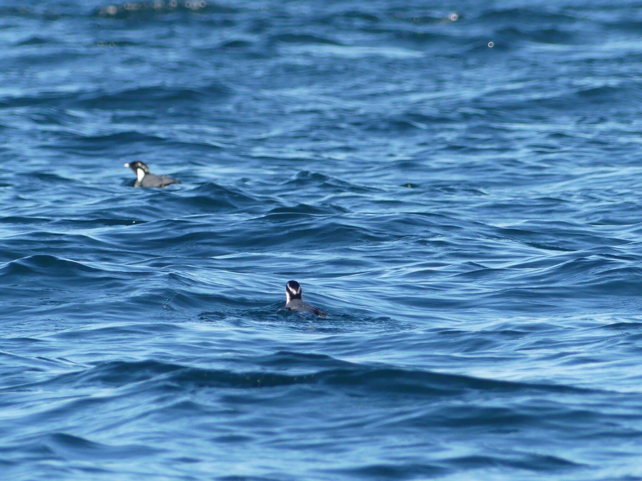 Ancient Murrelet (Synthliboramphus antiquus), photo 6